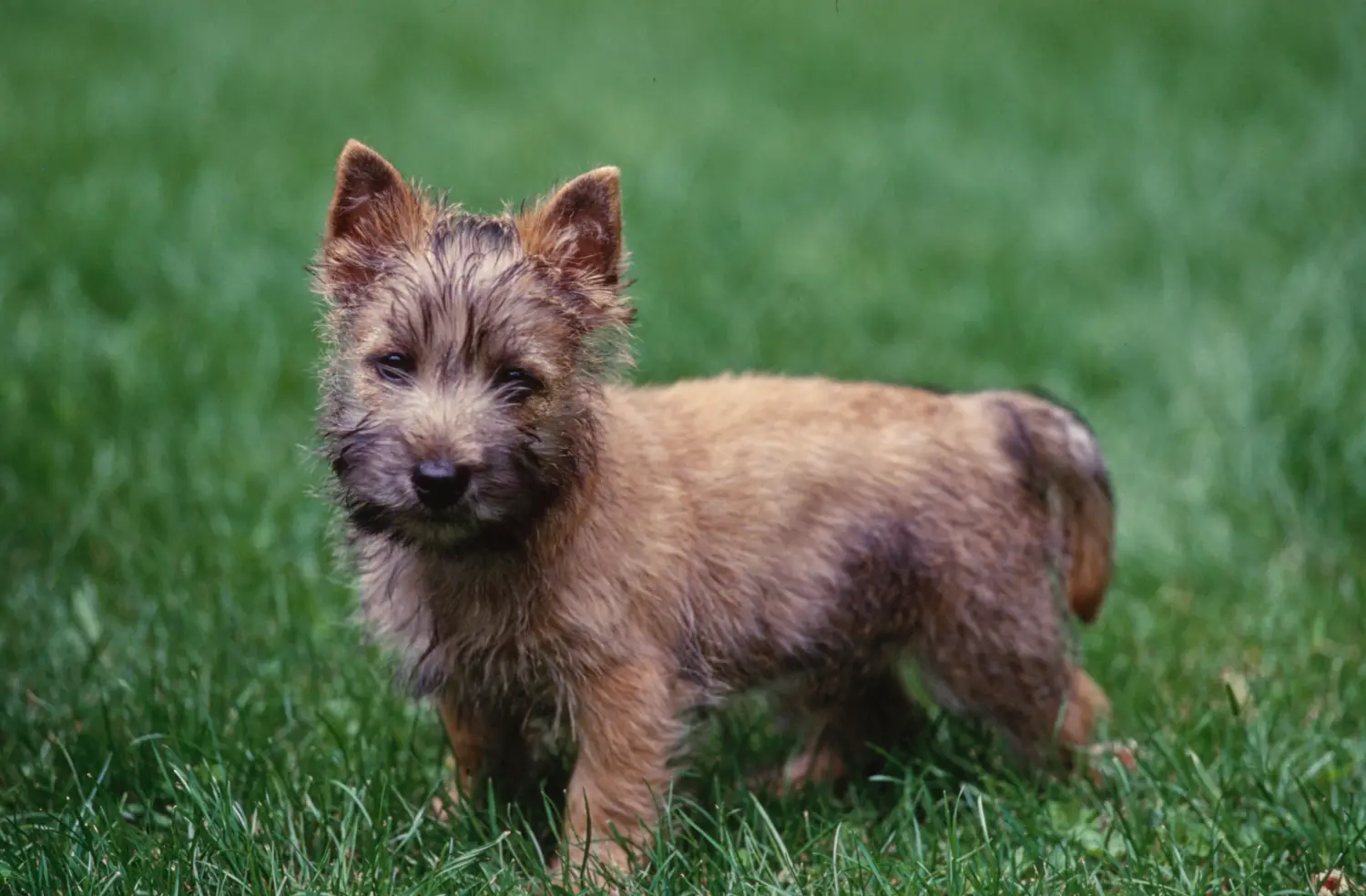 Bir Cairn Terrier yavrusu satın almak sorumluluk almak demektir! Cairn Terrier yavruları satın alın.