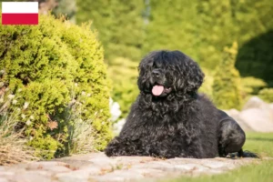 Read more about the article Polonya’da Cão de Agua português yetiştiricileri ve köpek yavruları