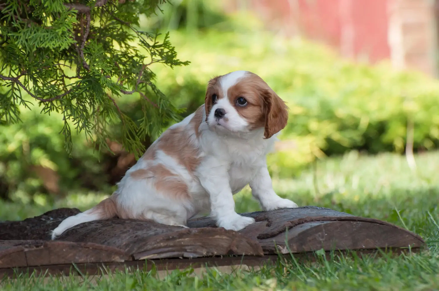 Bir Cavalier King Charles Spaniel yavrusu satın almak sorumluluk almak demektir! Cavalier King Charles Spaniel yavruları satın alın.