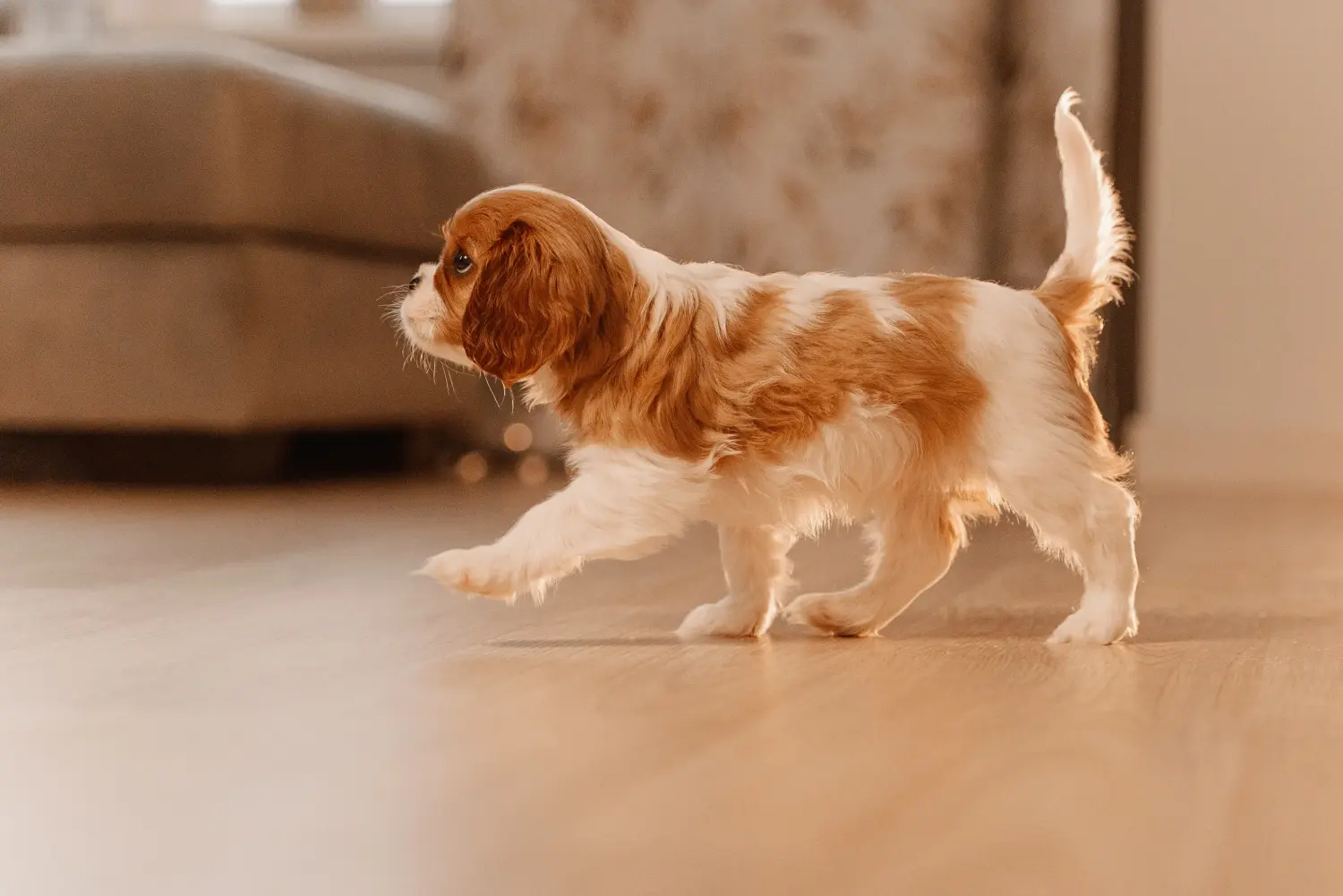Bir Cavalier King Charles Spaniel yavrusu satın almak sorumluluk almak demektir! Cavalier King Charles Spaniel yavruları satın alın.