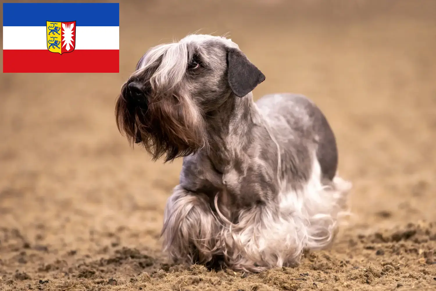 Read more about the article Schleswig-Holstein’da Çek Teriyeri yetiştiricileri ve köpek yavruları