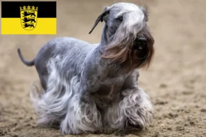 Read more about the article Baden-Württemberg’de Çek Teriyeri yetiştiricileri ve köpek yavruları