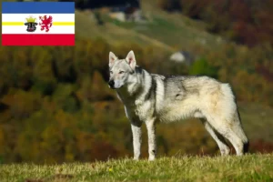 Read more about the article Mecklenburg-Vorpommern’de Çekoslovak Kurt Köpeği yetiştiricileri ve köpek yavruları