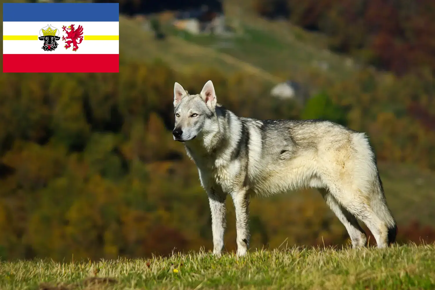 Read more about the article Mecklenburg-Vorpommern’de Çekoslovak Kurt Köpeği yetiştiricileri ve köpek yavruları