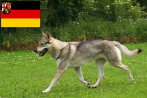 Read more about the article Rheinland-Pfalz’da Çekoslovak Kurt Köpeği yetiştiricileri ve köpek yavruları