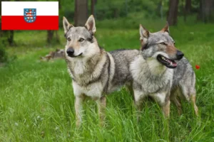 Read more about the article Thüringen’de Çekoslovak Kurt Köpeği yetiştiricisi ve yavruları
