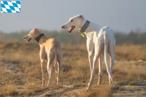 Read more about the article Bavyera’daki Chart Polski yetiştiricileri ve yavru köpekler