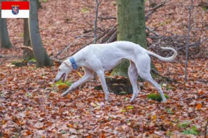 Read more about the article Hessen’de Chart Polski yetiştiricileri ve köpek yavruları
