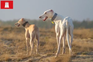 Read more about the article Hamburg’da Chart Polski yetiştiricileri ve köpek yavruları