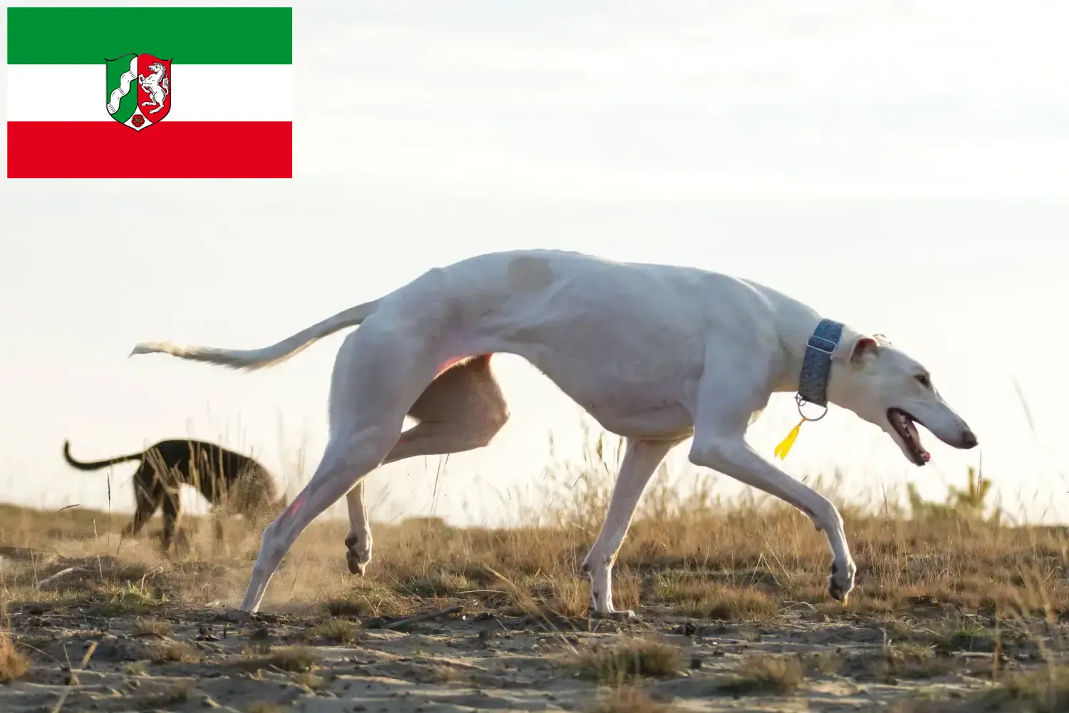Chart Polski yavru köpek ve yetiştiricileri Kuzey Ren-Vestfalya Burada Kuzey Ren-Vestfalya'daki Chart Polskis yetiştiricilerini bulabilirsiniz.