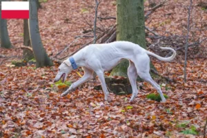 Read more about the article Polonya’da Chart Polski yetiştiricileri ve yavru köpekler