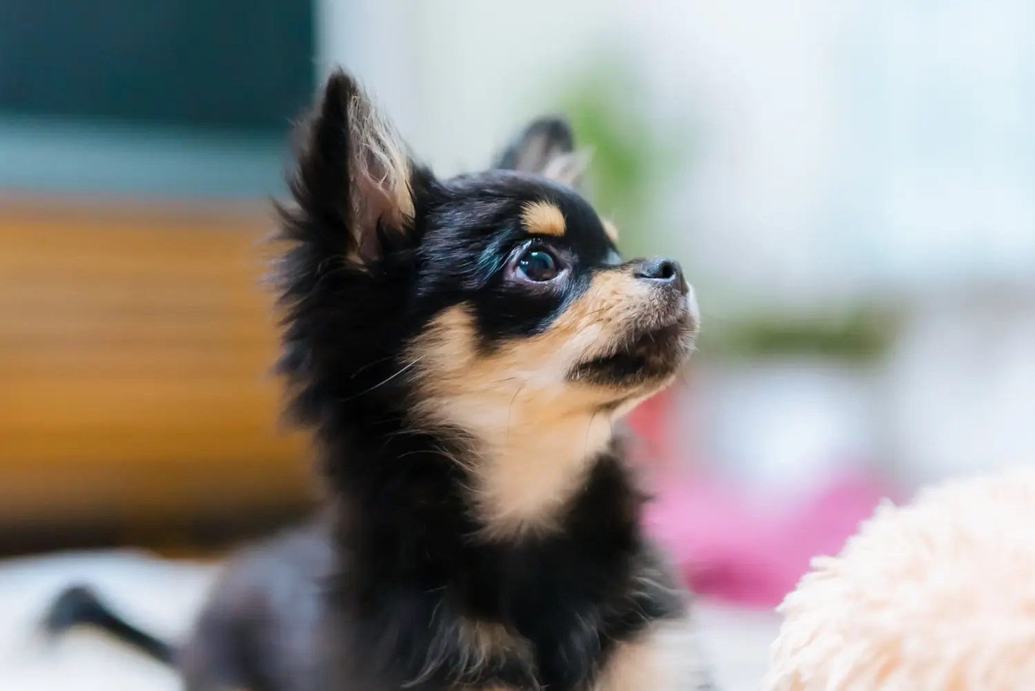 Bir Chihuahua yavrusu satın almak sorumluluk almak demektir! Chihuahua yavruları satın alın.