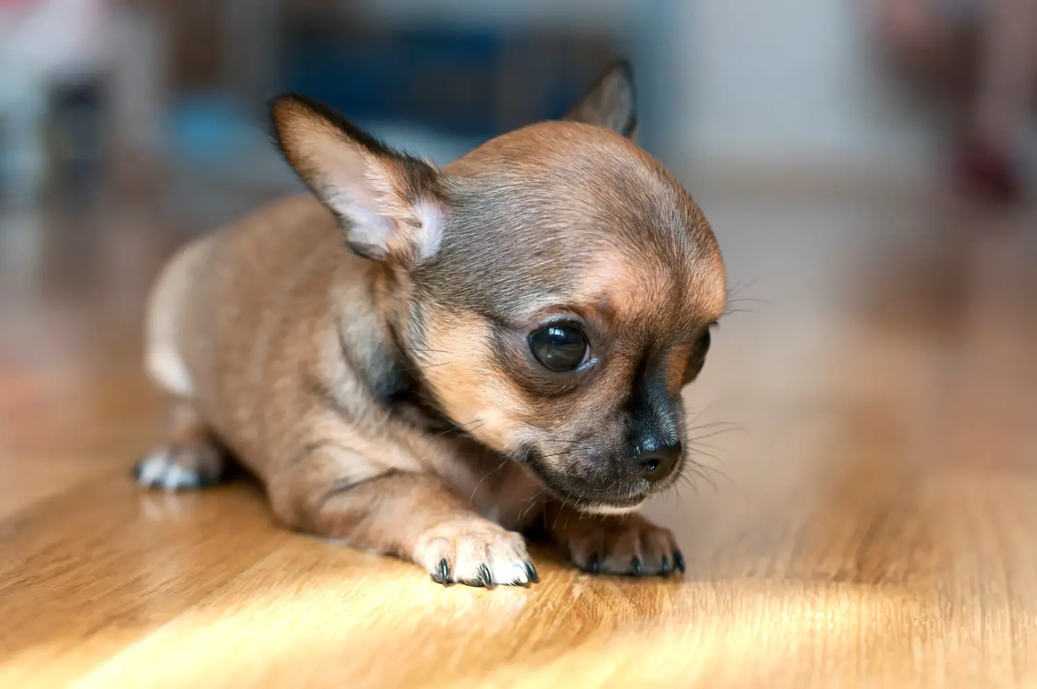 Bir Chihuahua yavrusu satın almak sorumluluk almak demektir! Chihuahua yavruları satın alın.