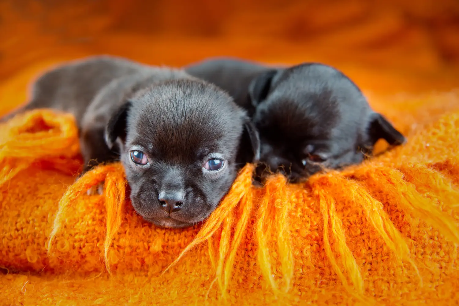 Bir Chihuahua yavrusu satın almak sorumluluk almak demektir! Chihuahua yavruları satın alın.
