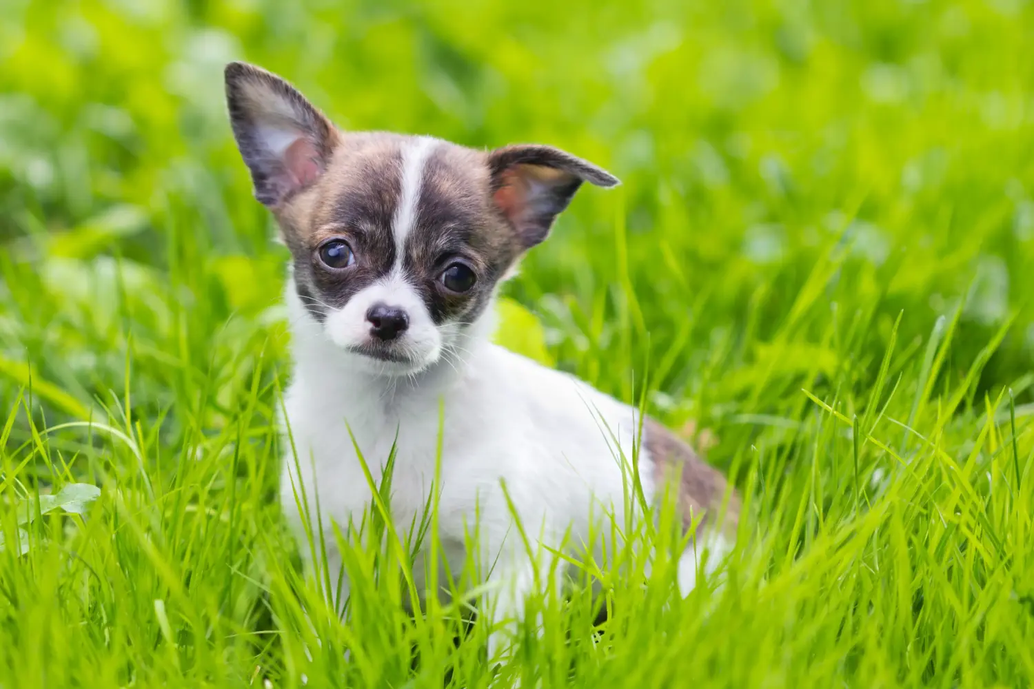 Bir Chihuahua yavrusu satın almak sorumluluk almak demektir! Chihuahua yavruları satın alın.