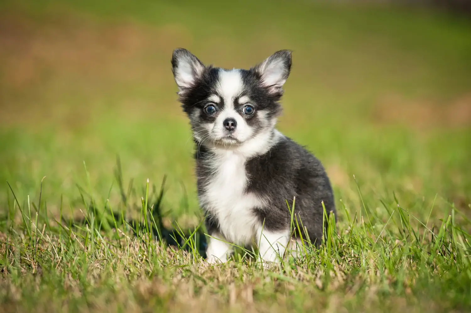 Bir Chihuahua yavrusu satın almak sorumluluk almak demektir! Chihuahua yavruları satın alın.