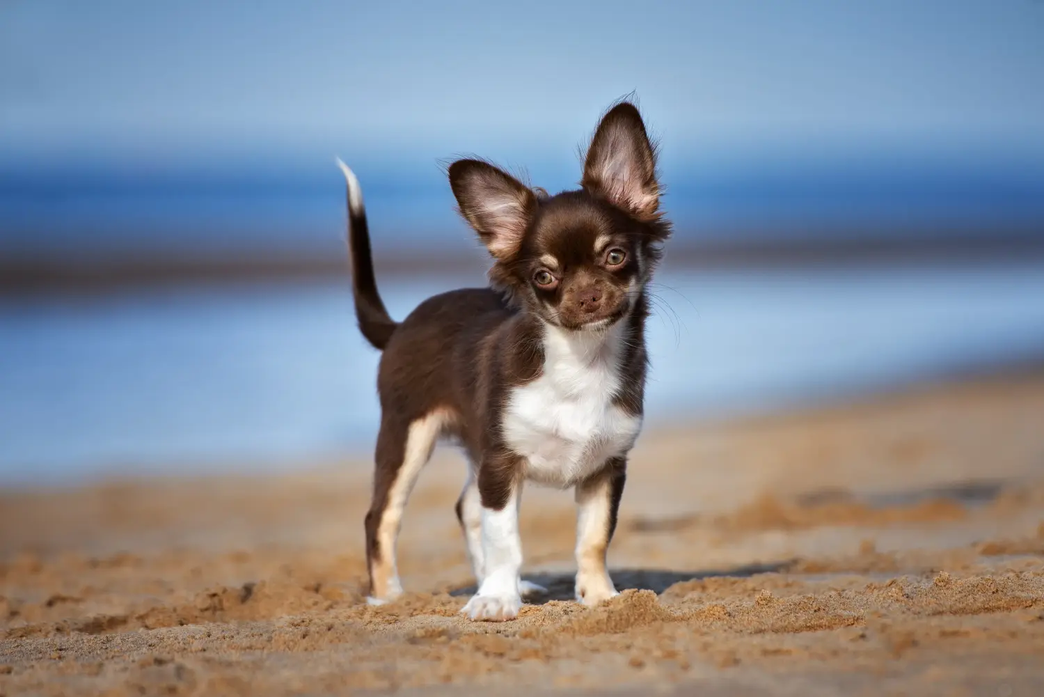 Bir Chihuahua yavrusu satın almak sorumluluk almak demektir! Chihuahua yavruları satın alın.