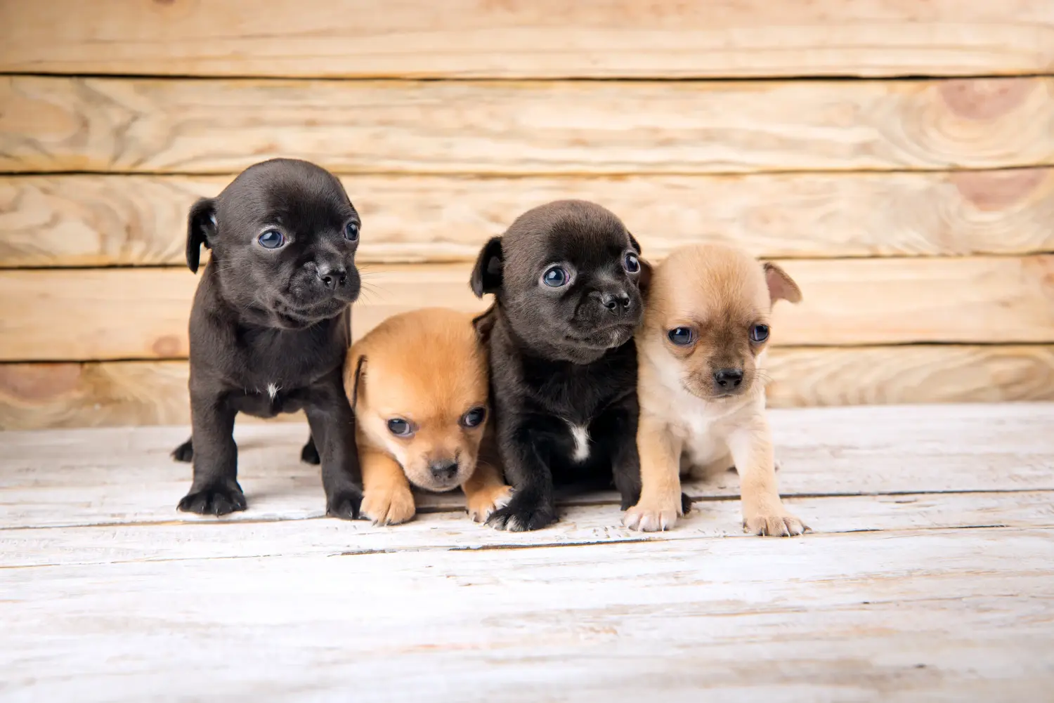 Bir Chihuahua yavrusu satın almak sorumluluk almak demektir! Chihuahua yavruları satın alın.