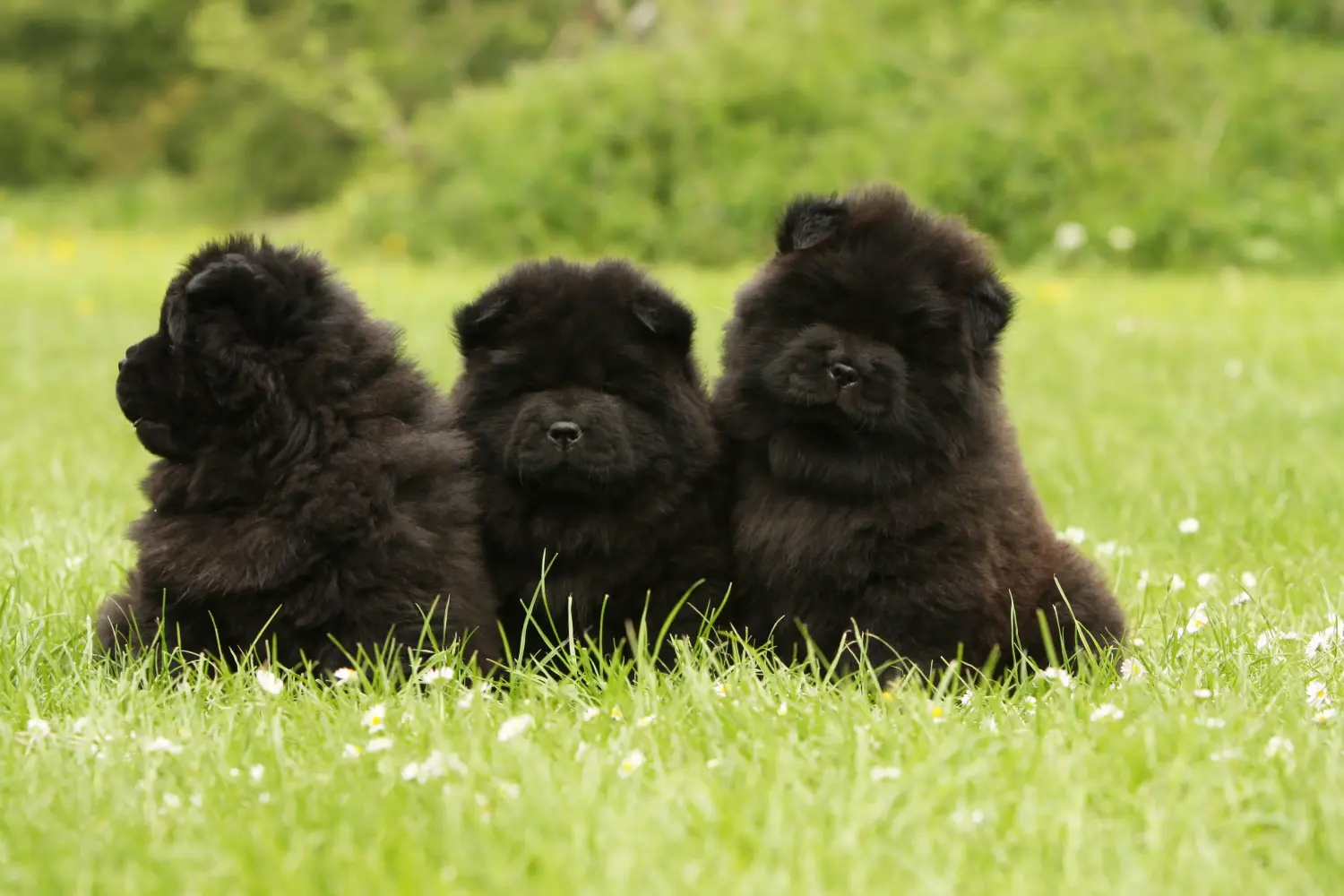 Bir Chow Chow yavrusu satın almak sorumluluk almak demektir! Chow Chow yavrusu al.
