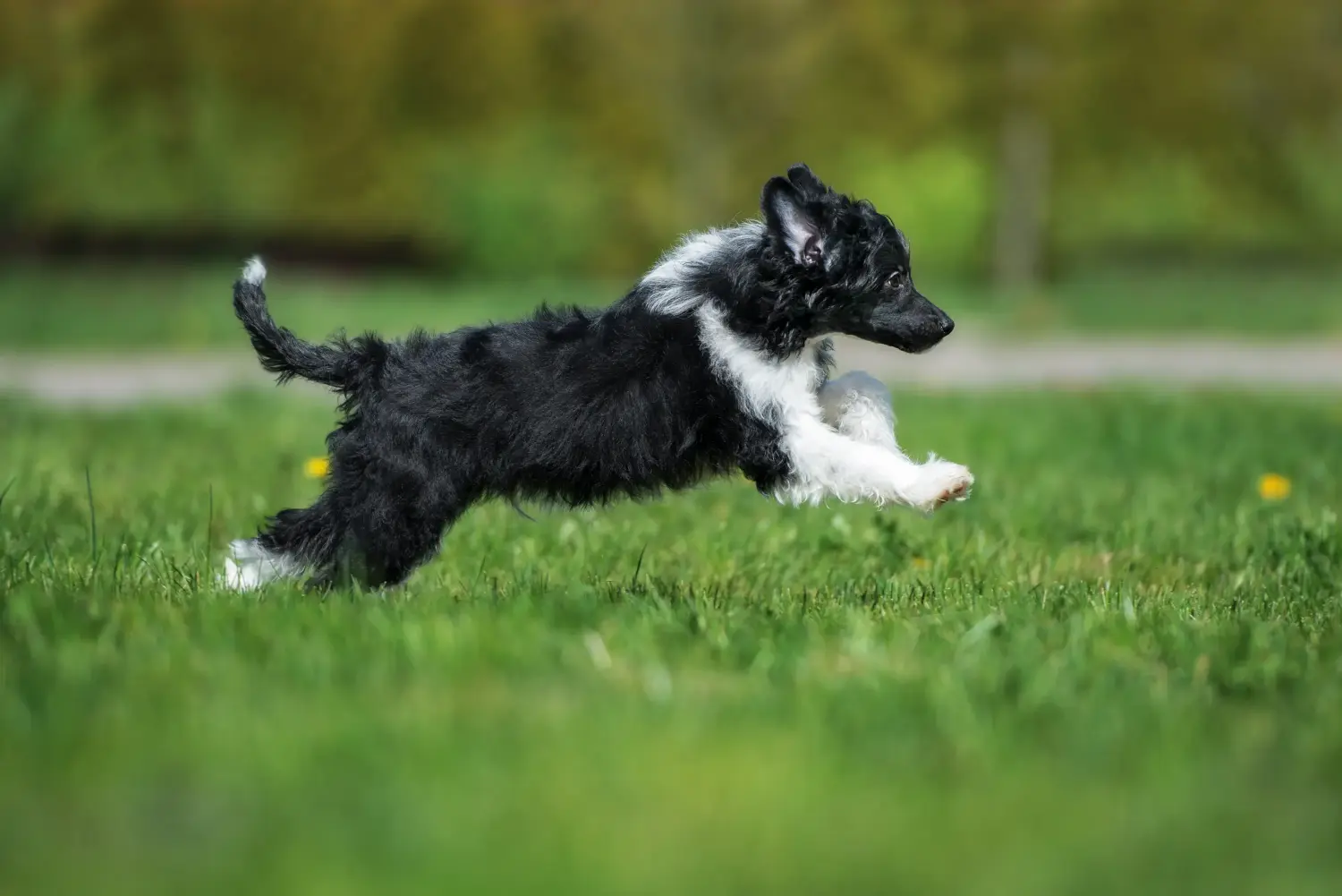 Yavru bir Çin Tepeli Köpeği satın almak sorumluluk almak demektir! Çin Tepeli Köpek yavruları satın alın.