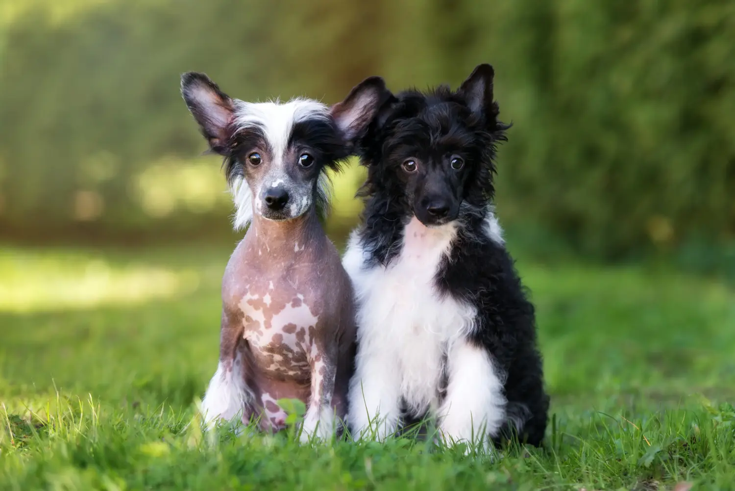 Yavru bir Çin Tepeli Köpeği satın almak sorumluluk almak demektir! Çin Tepeli Köpek yavruları satın alın.