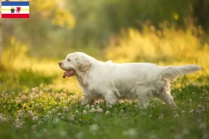 Read more about the article Mecklenburg-Vorpommern’de Clumber Spaniel yetiştiricileri ve köpek yavruları