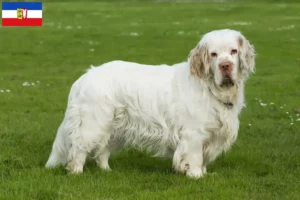 Read more about the article Schleswig-Holstein’da Clumber Spaniel yetiştiricileri ve köpek yavruları