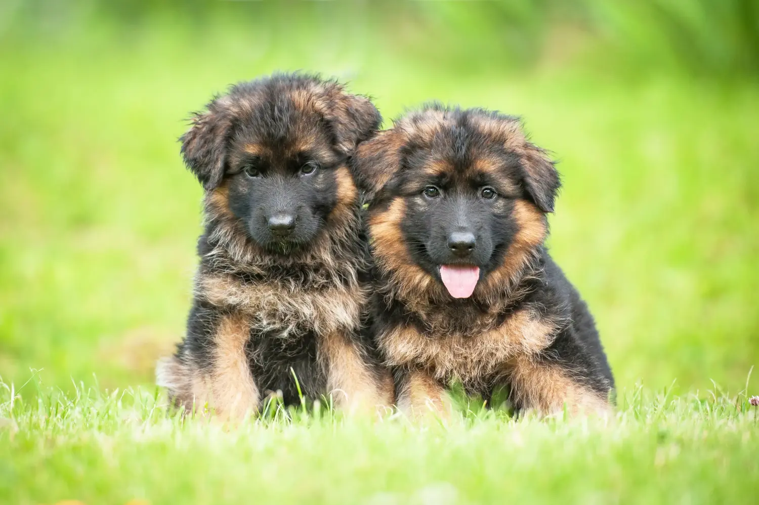 Bir Alman çoban köpeği yavrusu satın almak sorumluluk almak demektir! Alman Çoban Köpeği yavruları satın alın.