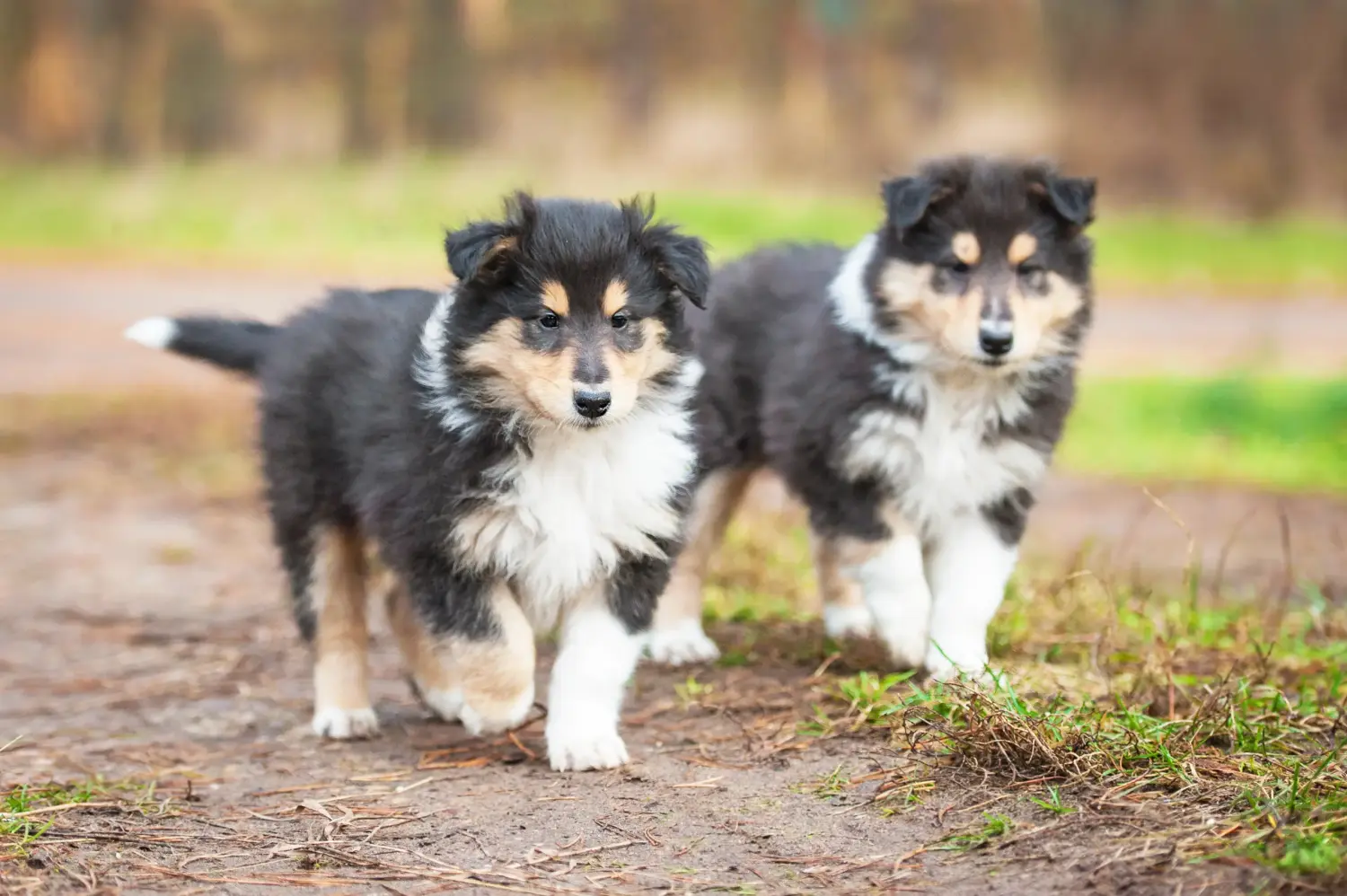 Bir Collie yavrusu satın almak sorumluluk almak demektir! Collie yavrusu satın alın.