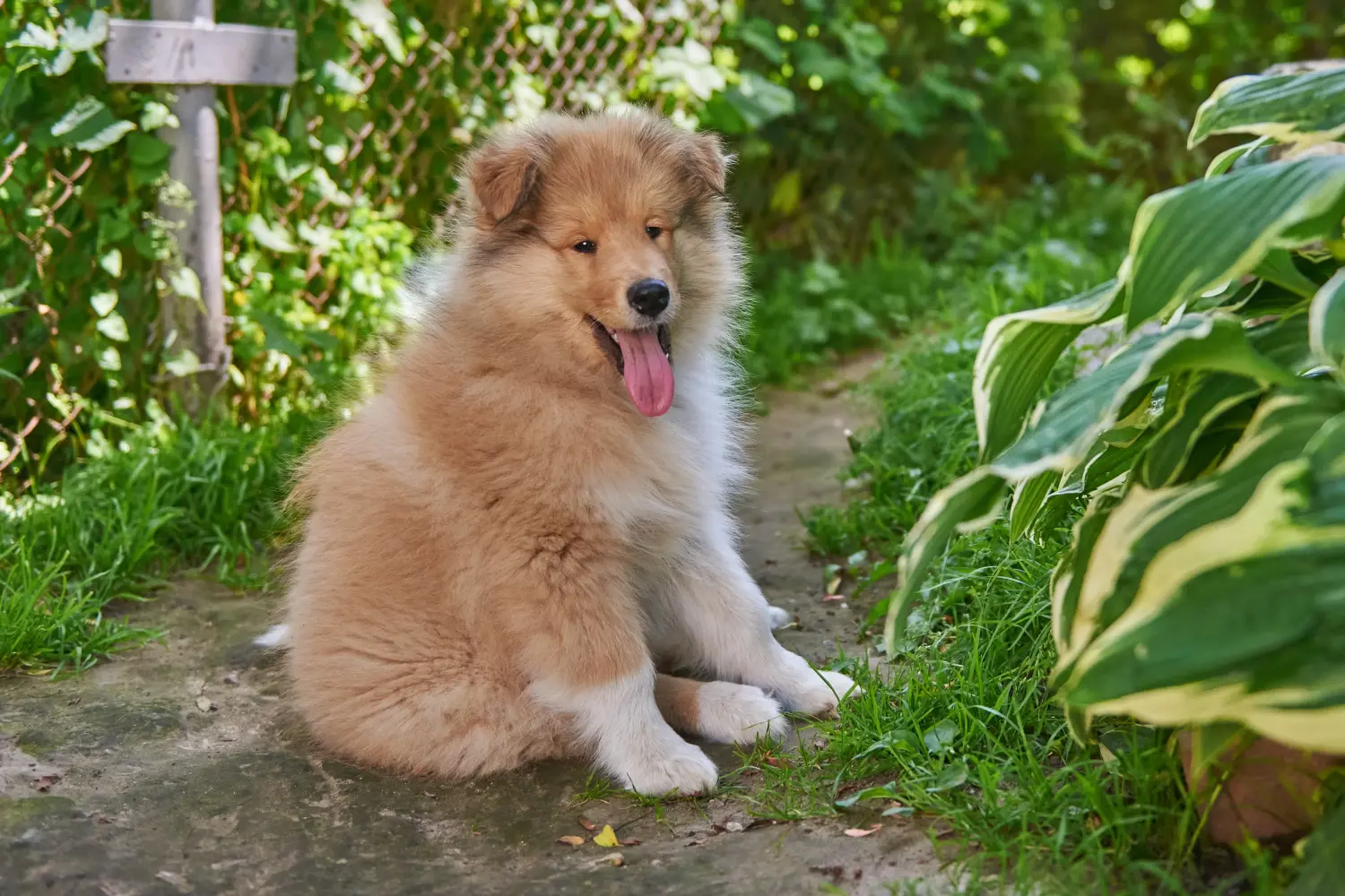 Bir Collie yavrusu satın almak sorumluluk almak demektir! Collie yavrusu satın alın.
