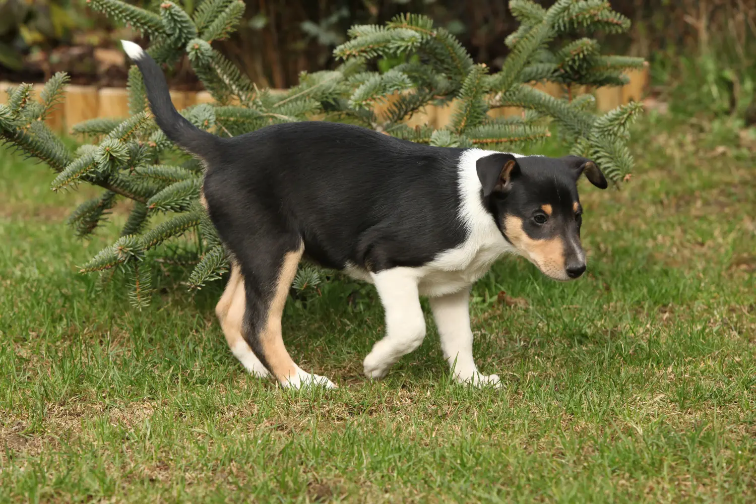 Bir Collie yavrusu satın almak sorumluluk almak demektir! Collie yavrusu satın alın.
