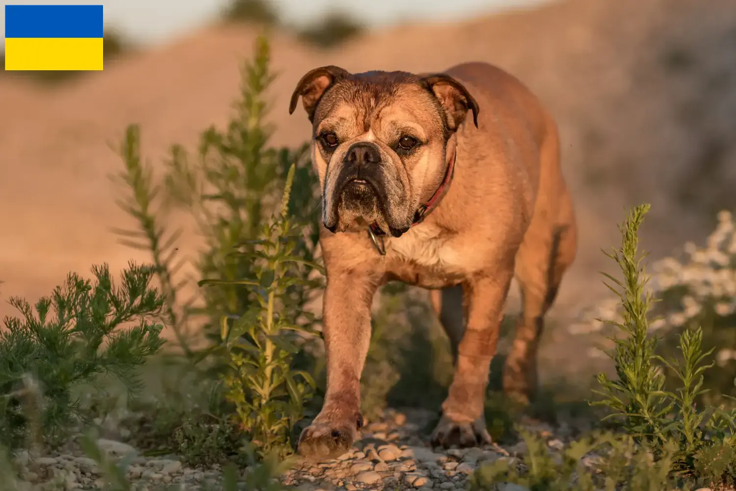 Read more about the article Ukrayna’da Continental Bulldog yetiştiricileri ve köpek yavruları