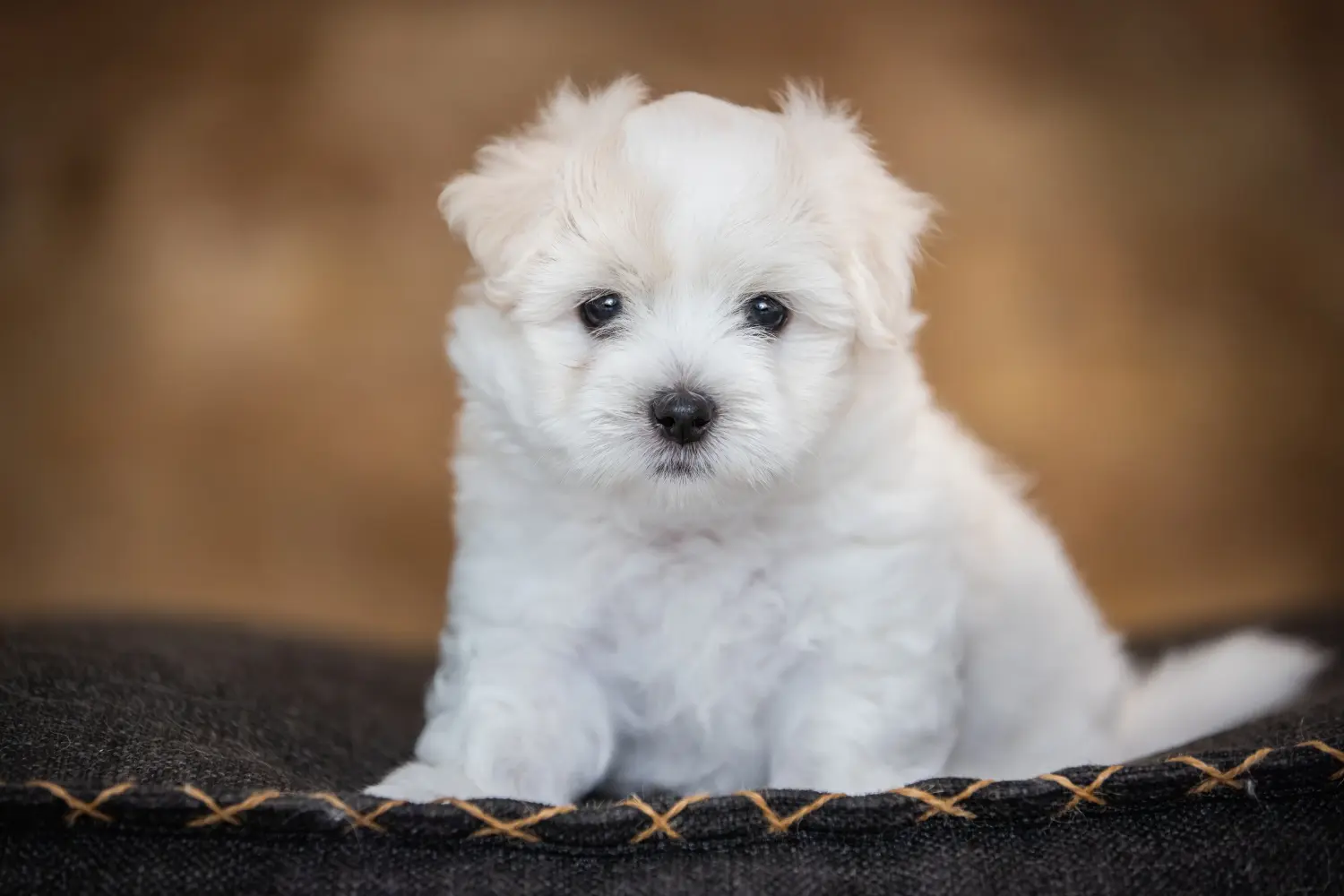 Bir Coton de Tuléar yavrusu satın almak sorumluluk almak demektir! Coton de Tuléar yavru köpek satın alın.