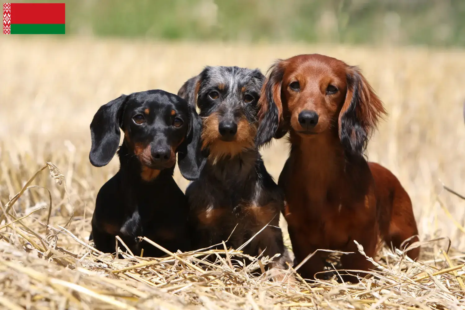 Dachshund yavru köpek ve yetiştiricileri Beyaz Rusya Burada Belarus'taki Dachshund yetiştiricilerini bulabilirsiniz.