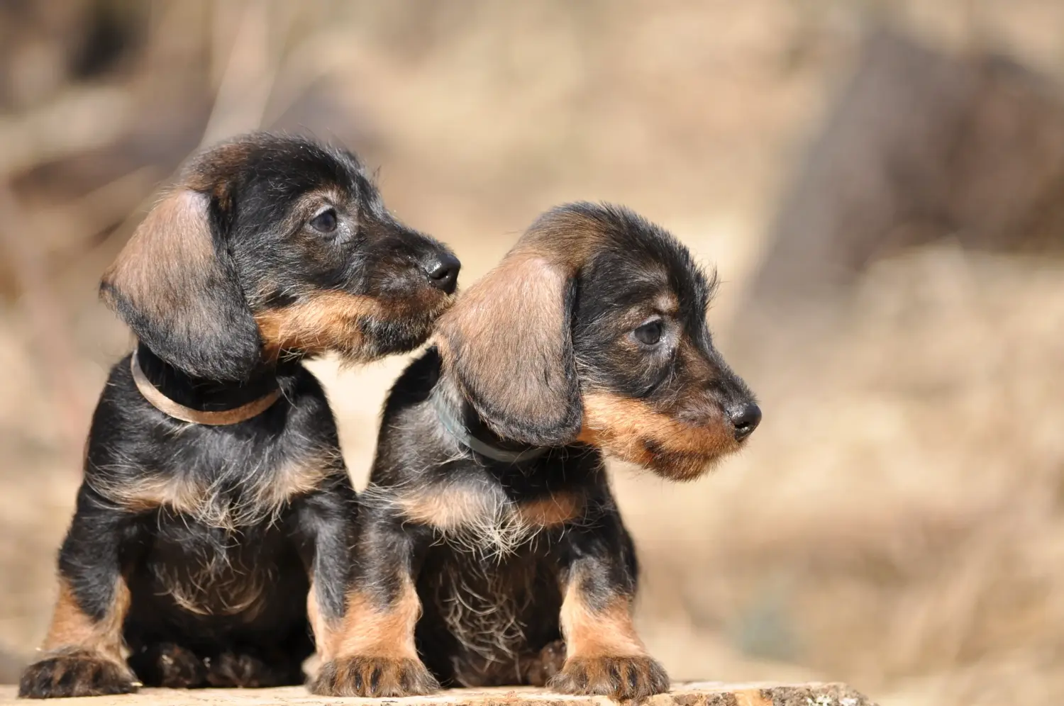 Bir Dachshund yavrusu satın almak sorumluluk almak demektir! Dachshund yavrusu satın al.