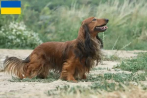 Read more about the article Ukrayna’da Dachshund yetiştiricileri ve köpek yavruları