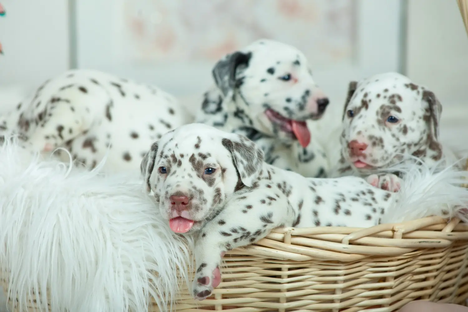 Dalmaçyalı bir yavru köpek satın almak sorumluluk almak demektir! Dalmaçyalı yavru köpek satın alın.