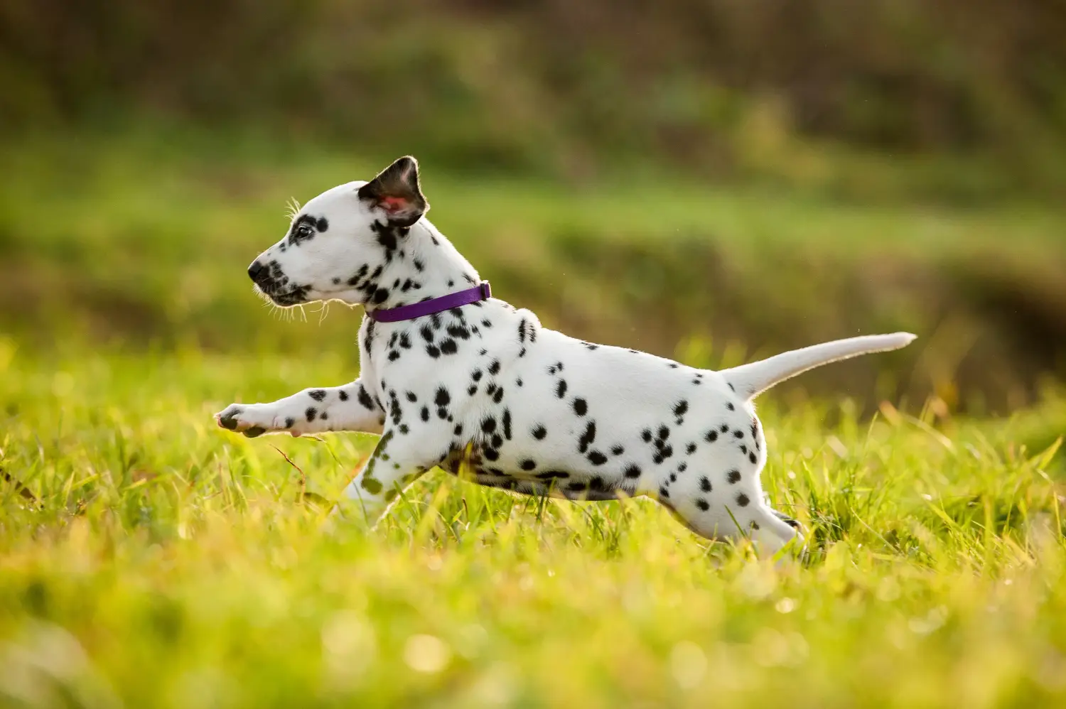 Dalmaçyalı bir yavru köpek satın almak sorumluluk almak demektir! Dalmaçyalı yavru köpek satın alın.
