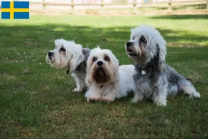 Read more about the article İsveç’te Dandie Dinmont Terrier yetiştiricileri ve köpek yavruları