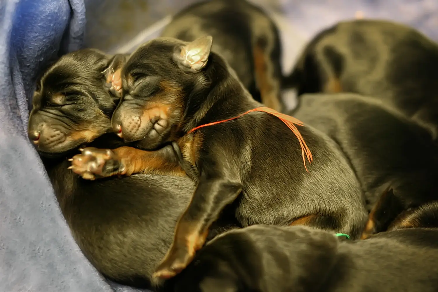 Bir Dobermann yavrusu satın almak sorumluluk almak demektir! Doberman yavruları satın alın.
