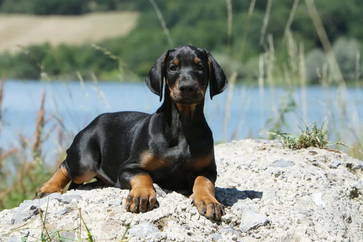 Bir Dobermann yavrusu satın almak sorumluluk almak demektir! Doberman yavruları satın alın.