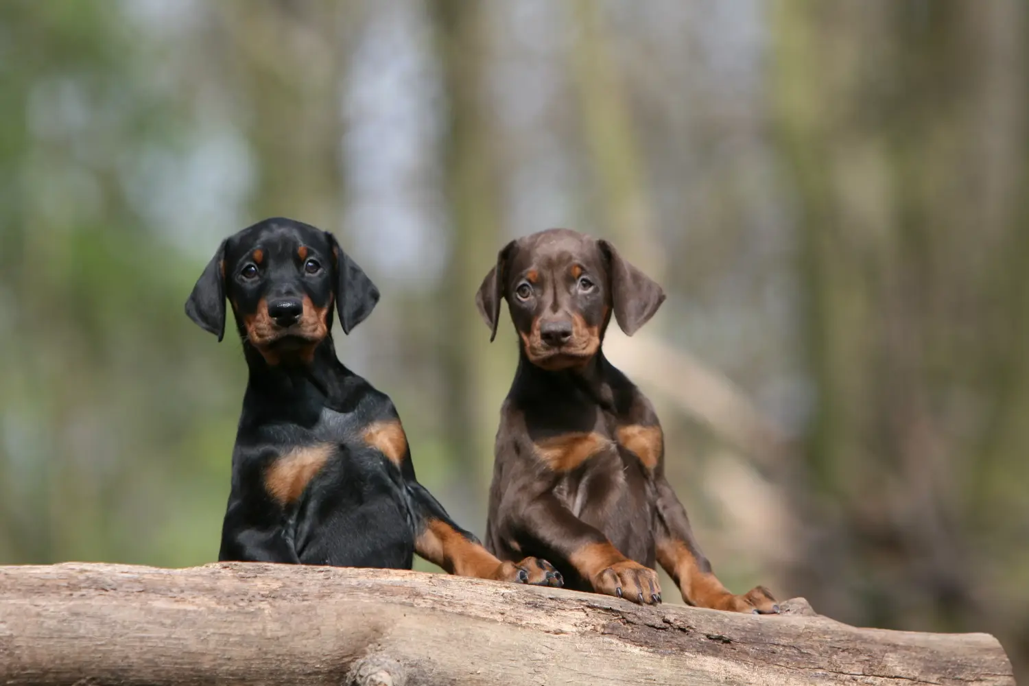 Bir Dobermann yavrusu satın almak sorumluluk almak demektir! Doberman yavruları satın alın.