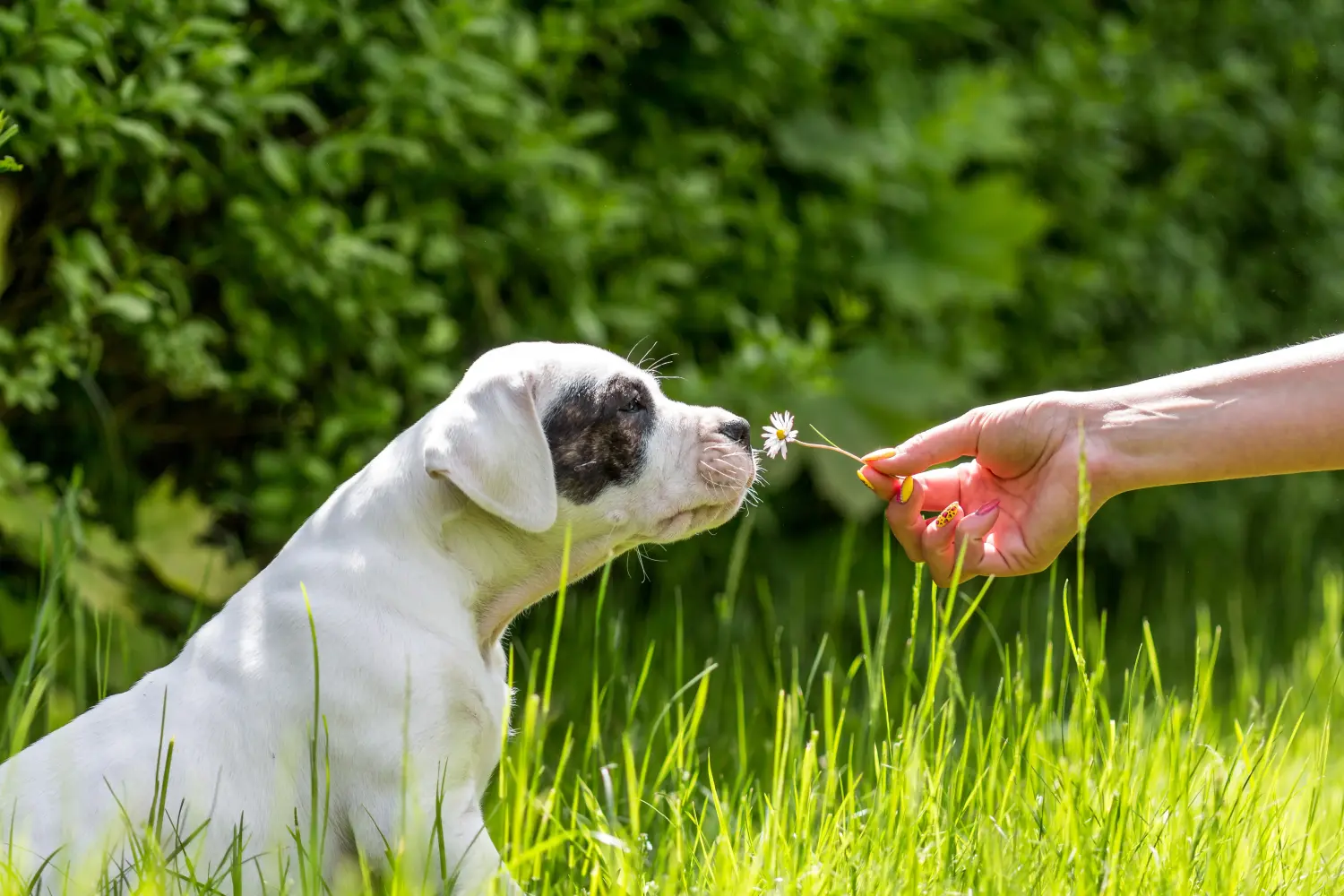 Bir Dogo Argentino yavrusu satın almak sorumluluk almak demektir! Dogo Argentino yavru köpekleri satın alın.