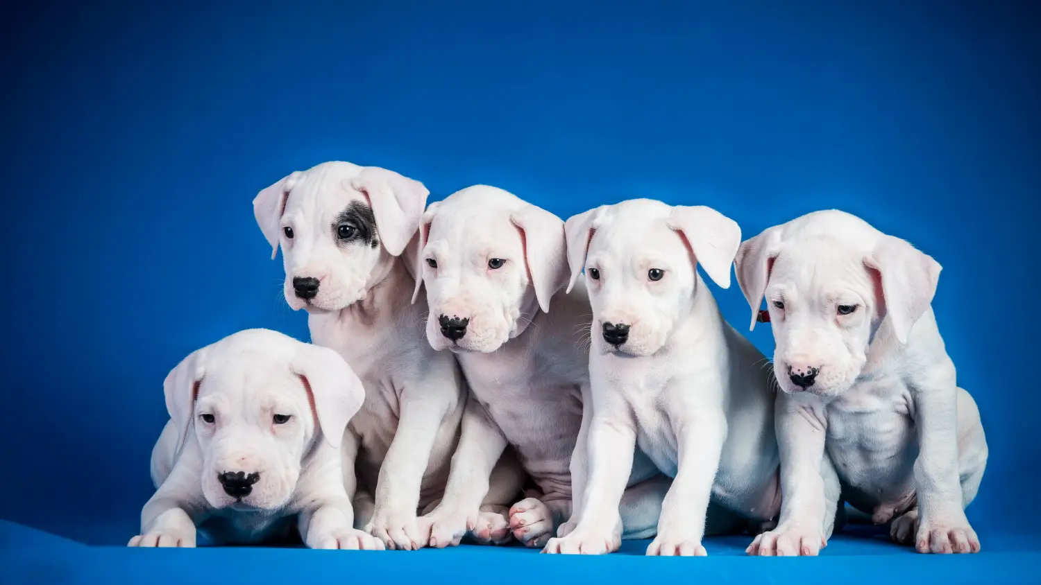 Bir Dogo Argentino yavrusu satın almak sorumluluk almak demektir! Dogo Argentino yavru köpekleri satın alın.