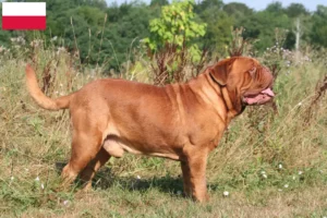Read more about the article Polonya’da Dogue de Bordeaux yetiştiricileri ve köpek yavruları