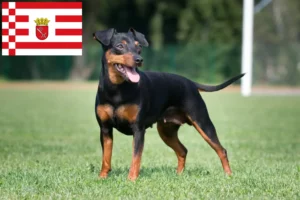 Read more about the article Bremen’de Minyatür Pinscher yetiştiricisi ve köpek yavruları