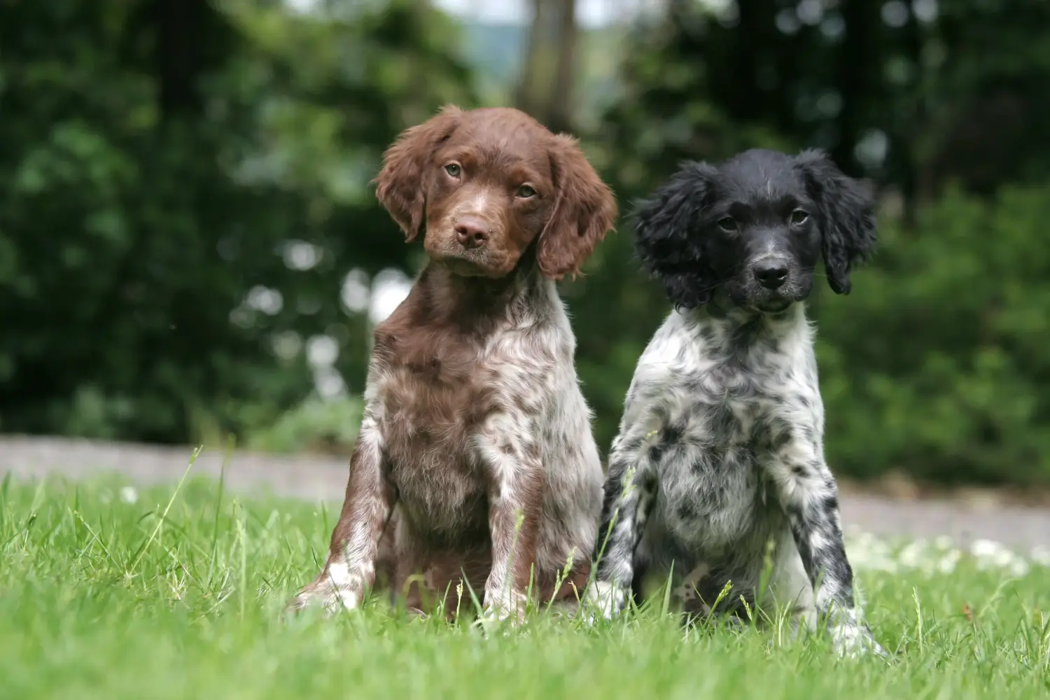 Bir Epagneul Breton yavru köpeği satın almak sorumluluk almak demektir! Epagneul Breton yavru köpekleri satın alın.