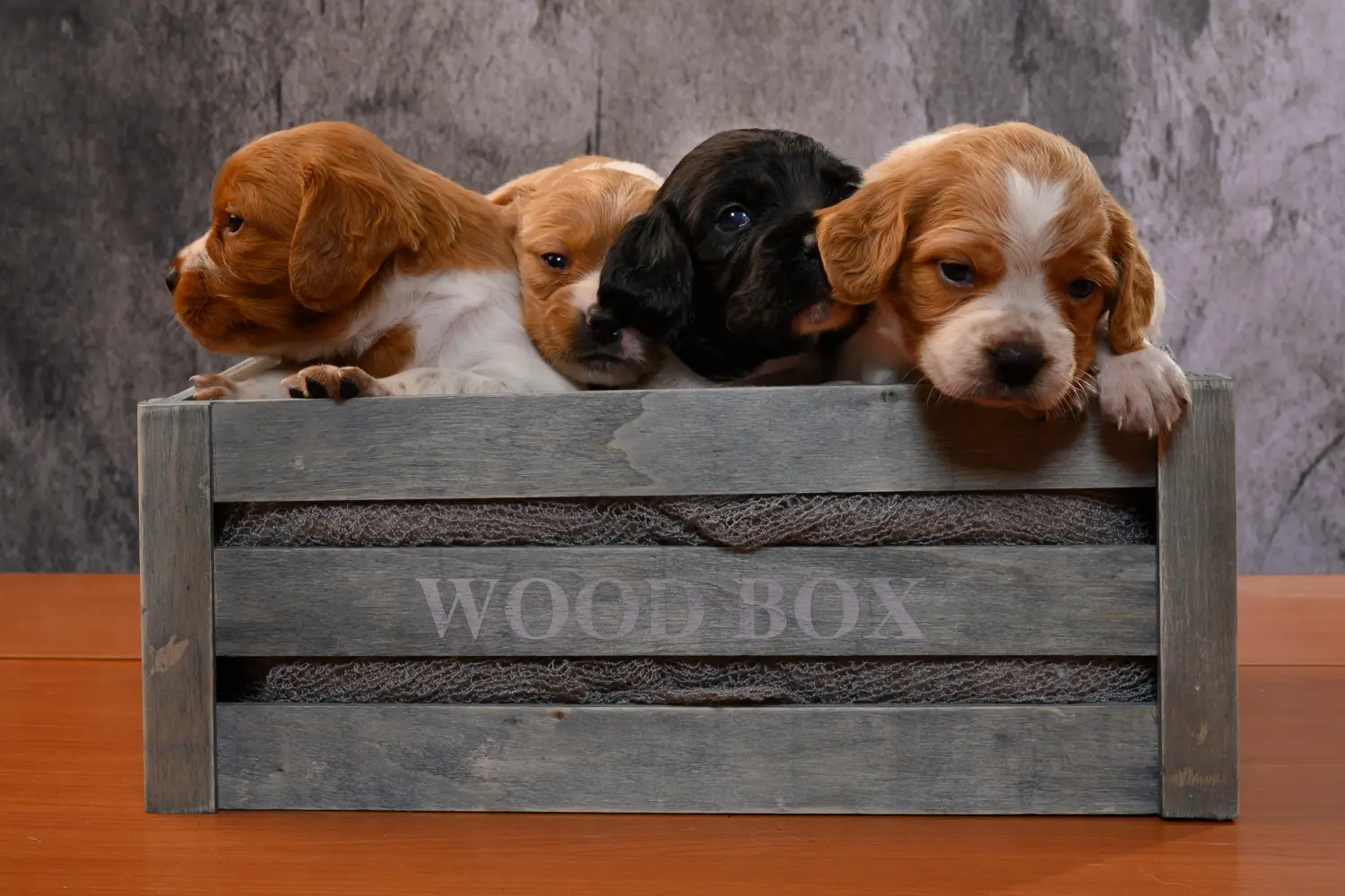Bir Epagneul Breton yavru köpeği satın almak sorumluluk almak demektir! Epagneul Breton yavru köpekleri satın alın.