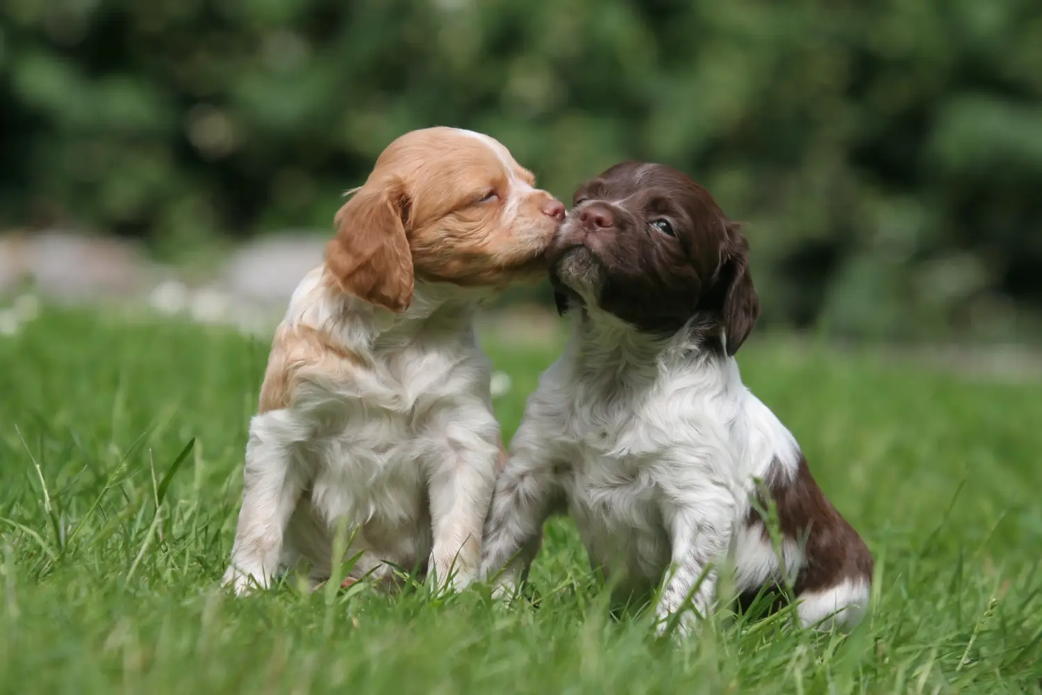 Bir Epagneul Breton yavru köpeği satın almak sorumluluk almak demektir! Epagneul Breton yavru köpekleri satın alın.