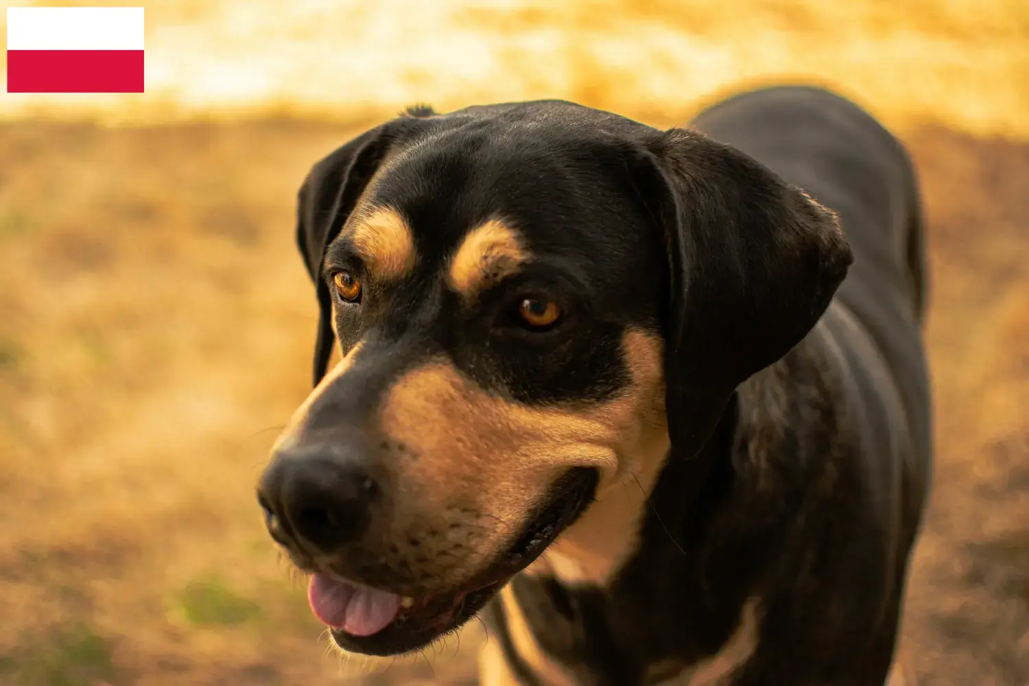 Read more about the article Polonya’da Erdélyi Kopó yetiştiricileri ve köpek yavruları